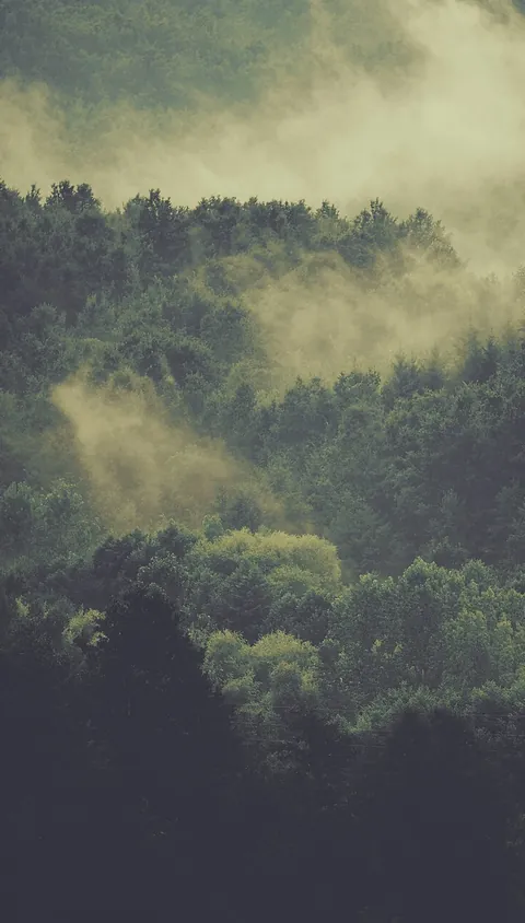 Forested slopes under drifting fog