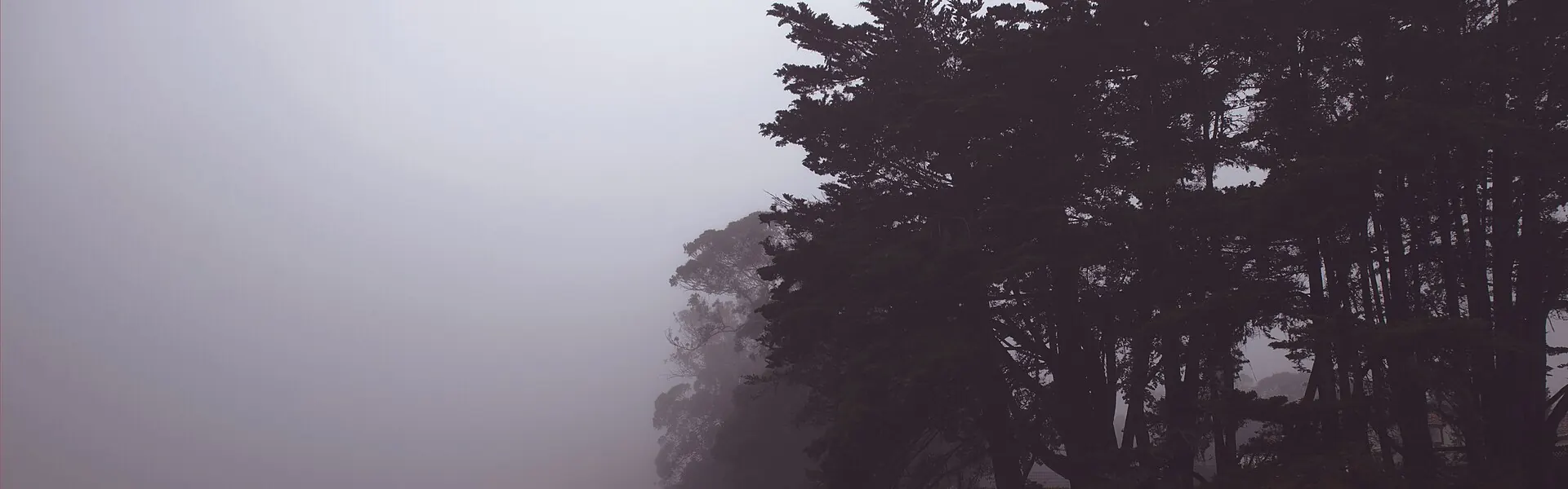 Trees standing dark against fog